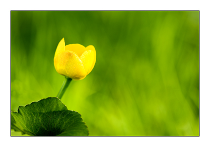 Marsh Marigold 2